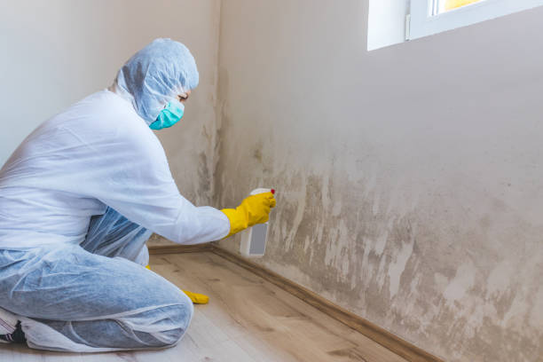 Licensed Mold Remediation service in Bellevue, WA - WQB Mold Removal