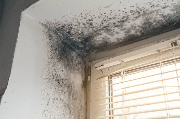 Affordable Mold Remediation solutions in Bellevue, WA